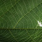 Natural Network